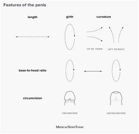 Types of penises: Shape, size, circumcision, and more