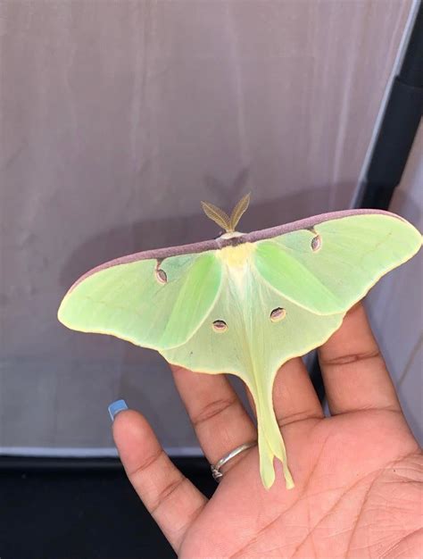 how to find luna moths