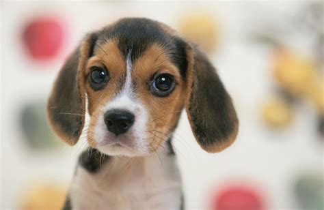 cute dog breeds