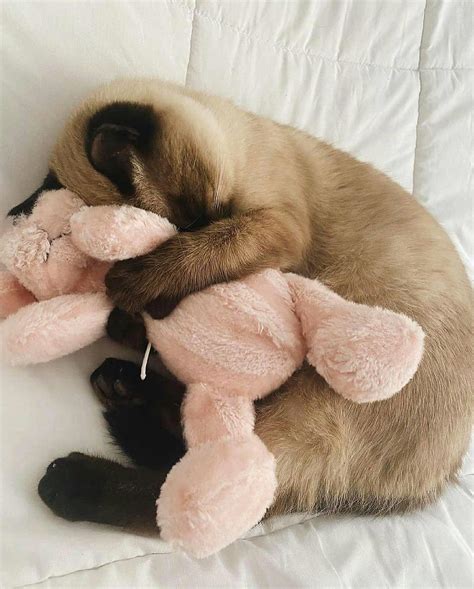 Britni Nishiyama | 💖Have something to add? Your comments are welcome