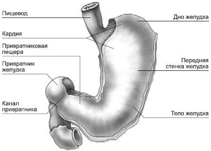 Желудок и его функции. Болезни желудка и кишечника: лечение и очищение