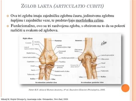 Zglob lakta art. cubiti elbow joint