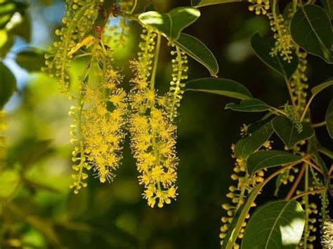 hoa loc vung vang  moc nhien farm