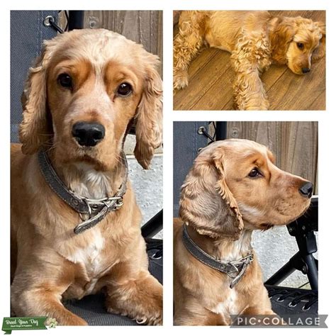 Show cocker spaniel stud - Stud Dog in Merseyside, the United States