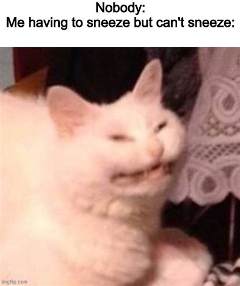 cat laughing memes gifs imgflip
