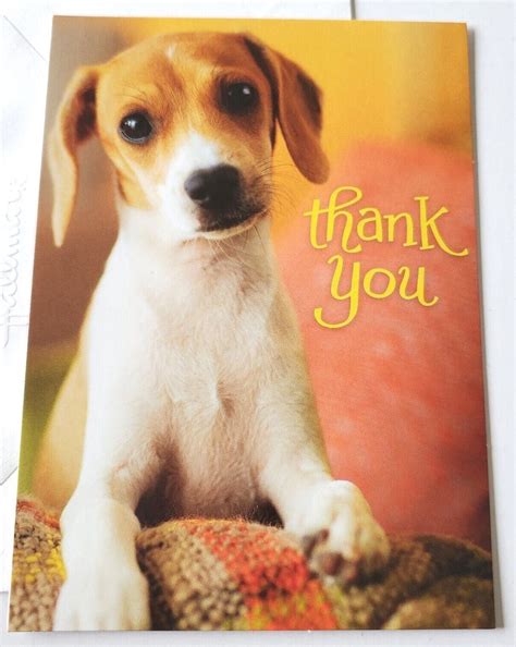 cutest puppy      puppy royalty  images
