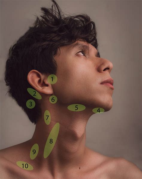 Posterior Auricular Lymph Node