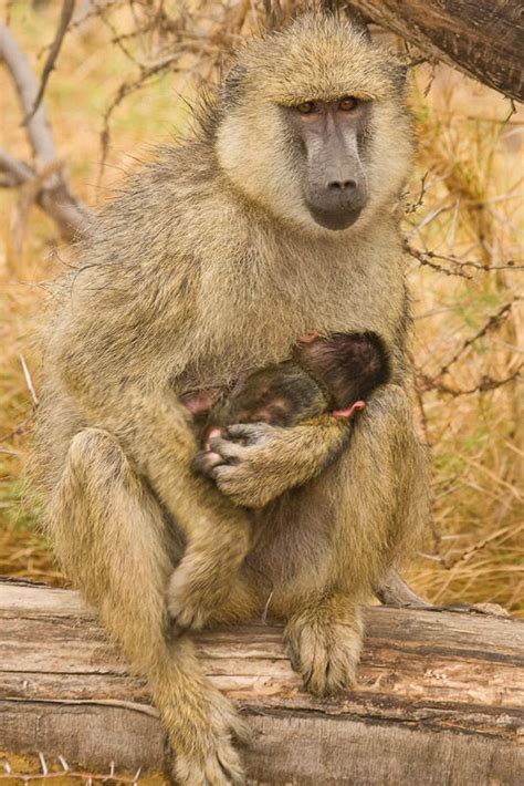 Baboon, Monkey breeds, Animals wild