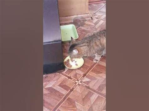 Вечно голодный кот был очень голоден дома | У кота зверский аппетит он ...