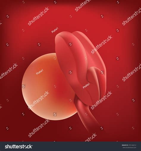 Pregnancy Fetal Growth Ultrasound Fetus Development Stock Vector ...