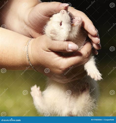 can ferret biting step by step 8