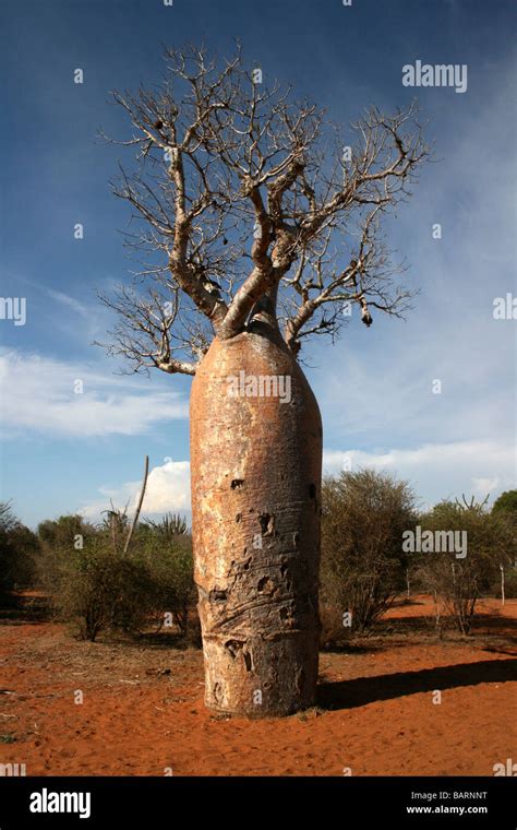Geschwollener Stamm der Baobab-Baum am stacheligen Wald, Ifaty ...