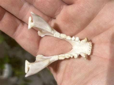 Kinkajou Skull #00853 - Craniates Curiosites: Oddity Sales and Restoration