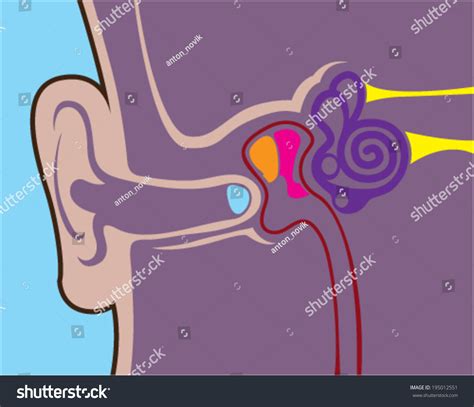 Ear Anatomy Vector Stock Vector 195012551 - Shutterstock