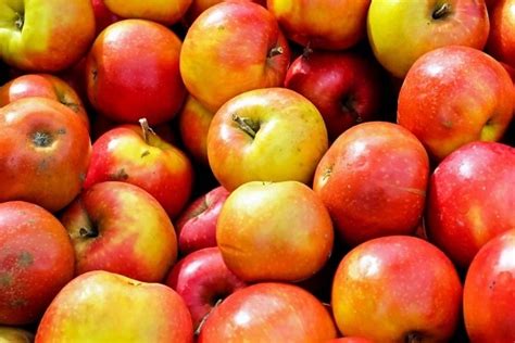 Foto gratis: albero, cibo, frutteto, agricoltura, frutta, ramo, foglia ...