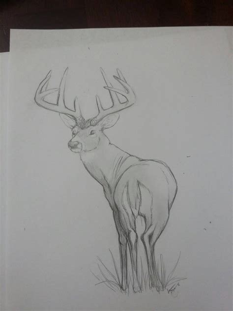 Whitetail Deer Sketch at PaintingValley.com | Explore collection of ...