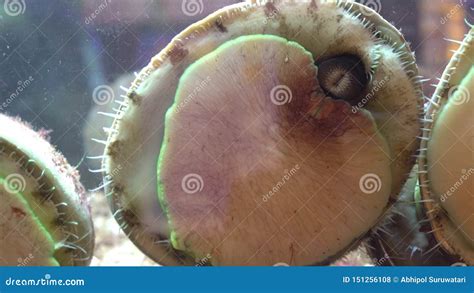 close   abalone shellfish seafood  aquarium fresh abalones