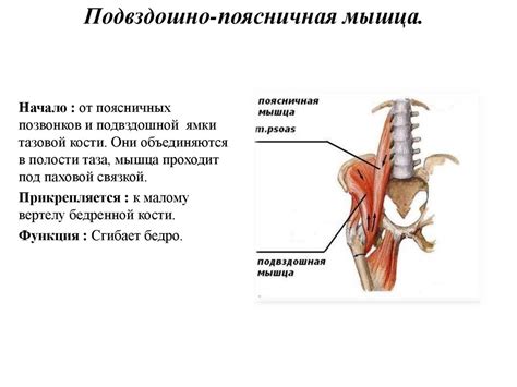 Мышцы нижней конечности - презентация онлайн