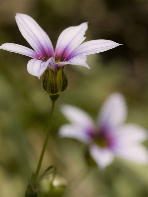 Blue Eyed Grass | Shutterbug
