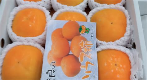 ota market yacchabakuraji japan hours address tripadvisor