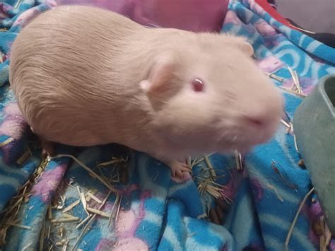 They swear they don't know who chewed holes in the Oxbow Treat Pouch