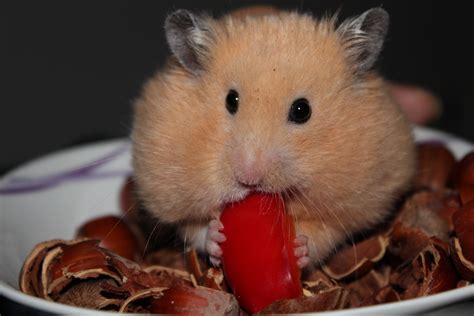 Images Gratuites : animal, mammifère, hamster, rongeur, faune, Cochon d