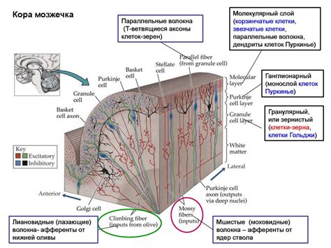 Мозжечок - презентация онлайн