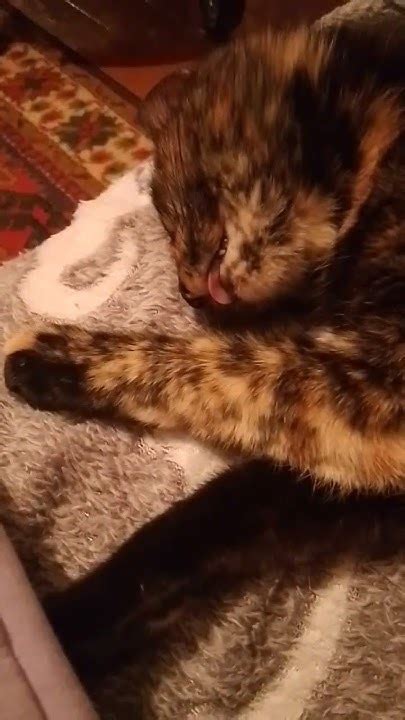 😻кошачьи сны😻 - YouTube