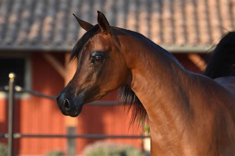 ELYSEE KALLISTE :: Kalliste Arabians