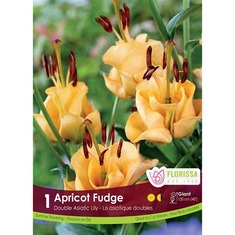 Lily 'Apricot Fudge' Bulb | Lily Bulbs | Arts Nursery Garden and Home Ltd