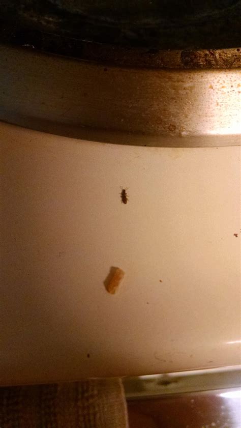 I've been finding these little beetles all over our apartment in Fargo