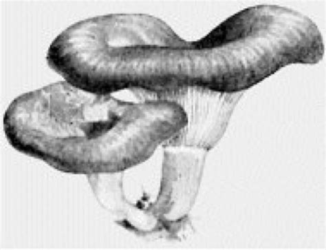 Kremplinge - Lexikon der Biologie