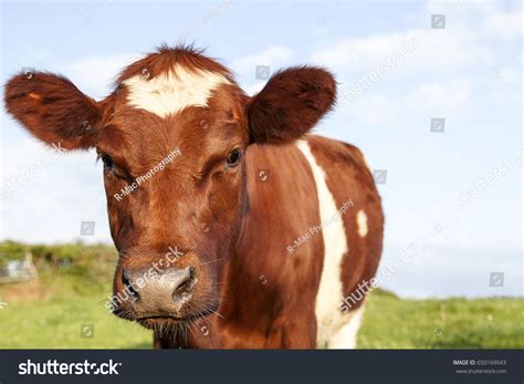 766 Ayrshire Cattle Images, Stock Photos & Vectors | Shutterstock