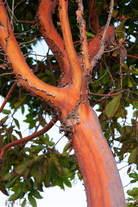 Arbutus ‘Marina’ (Strawberry arbutus)
