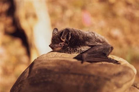 bat animal     pexels stock