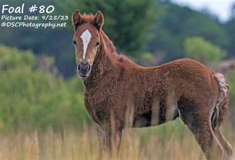 auction services professional  sport horse auctions