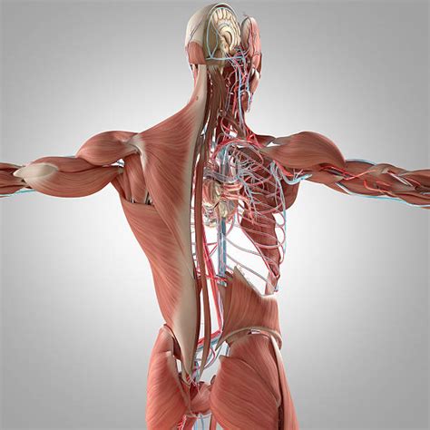Best Human Musculoskeletal System Stock Photos, Pictures & Royalty-Free ...