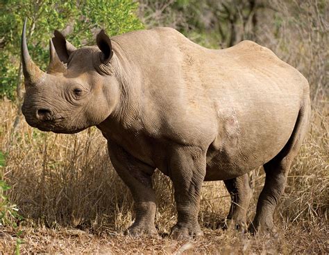 Black rhinoceros | Description, Population, Habitat, & Facts | Britannica