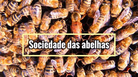 Qual O Coletivo De Abelhas
