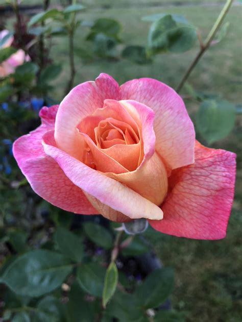 Talisman rose : r/Roses