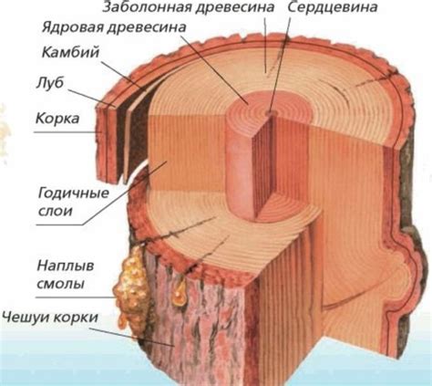 Строение древесины: особенности, элементы, химический состав
