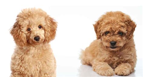 Pomeranian Poodle Mix Life Expectancy - Pets Lovers