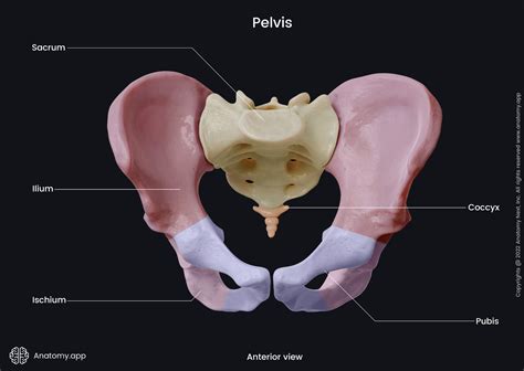 Pubic bone | Encyclopedia | Anatomy.app | Learn anatomy | 3D models
