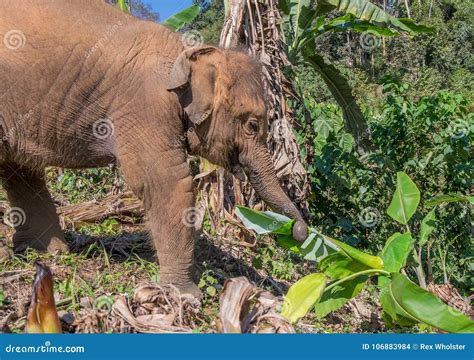 Juvenile Elephant in Jungle Stock Photo - Image of asian, thailand ...