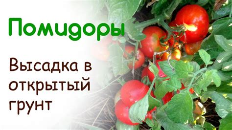 Сроки посадки помидор в открытый грунт - YouTube