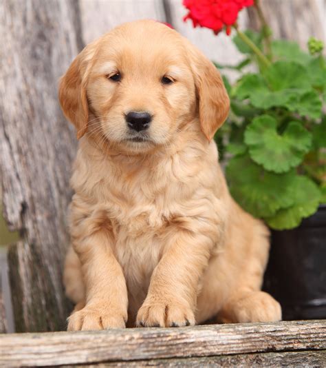 List 103+ Pictures Pictures Of Golden Retriever Puppies Stunning