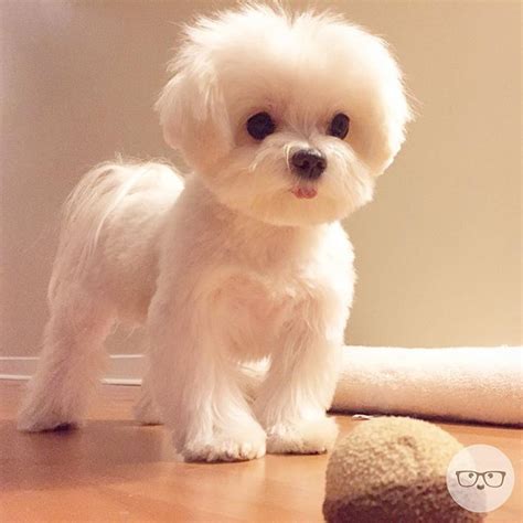 Get Maltipoo Hairstyle Images - Find The Best Hairstyles