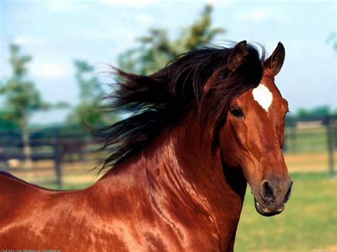 11 websites that horse owners need to know about - Park Insurance