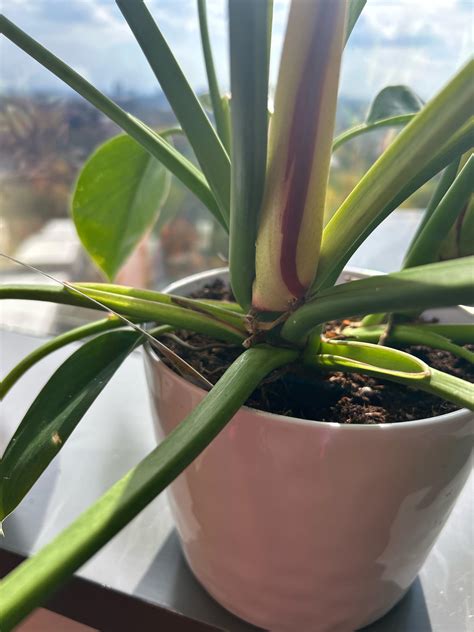 What are these things? : r/plants
