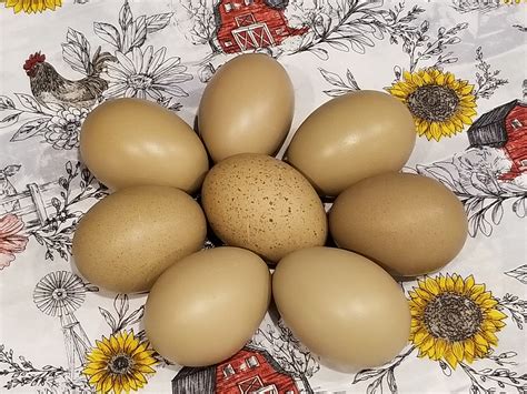 F1 Olive Eggers | HoneysuckleHomestead